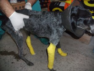 Ορεστιάδα: Πολύ καλύτερα η σκυλίτσα που βρέθηκε άγρια ξυλοκοπημένη σε κάδο στον Κάμπο Σαγήνης (βίντεο)